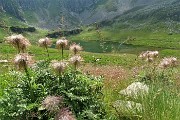 29 Fiori di pulsatilla alpina sfiorita al Lago dl Valsambuzza (2085 m) 